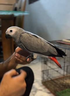 Grey Parrot Chicks / Hand tamed / Parrot / Grey Parot / Grey african