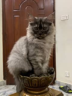 Persian grey kitten 0