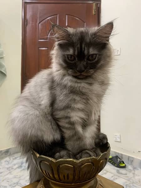Persian grey kitten 3