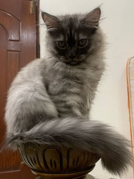 Persian grey kitten 4