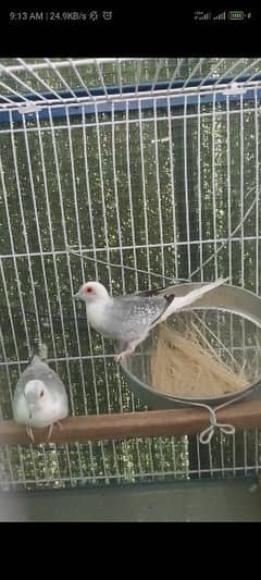 Blue Pied Breeder pair and red pied conferm split silver pied availble