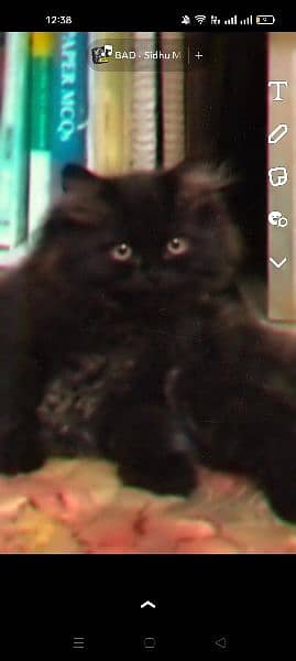 Black Persian Male Cat . . . 1