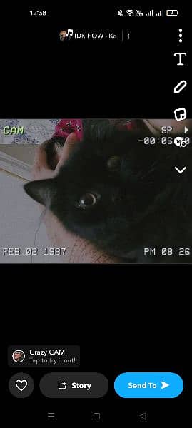 Black Persian Male Cat . . . 2