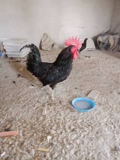 Austrolop Rooster (male)for sale