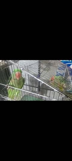 Raw parrots