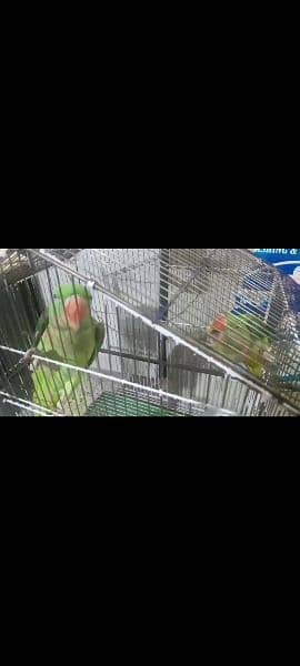 Raw parrots 0