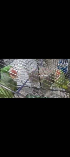 Raw parrots 1