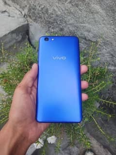 vivo