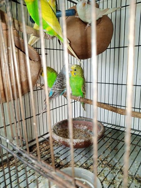 Bajri parrots 2