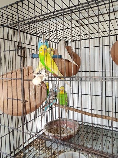 Bajri parrots 3