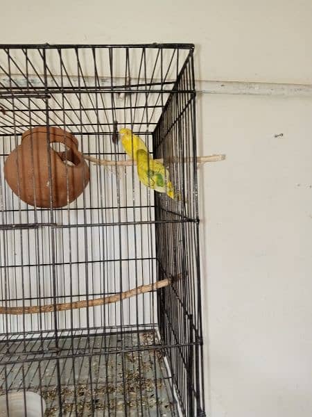 Bajri parrots 4