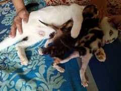 Mother cat with 3 kittens for sale