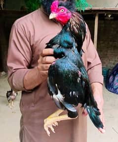 lasani quality murga for sale 03224527567