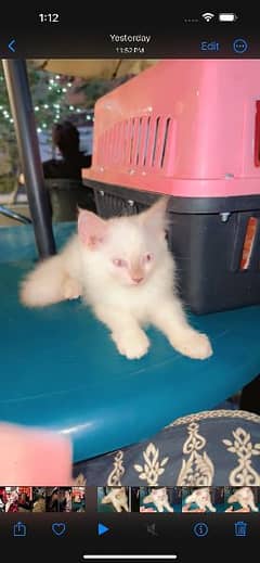Persian Cat for Sale | White | 2.5 Months 0