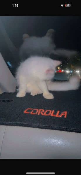 Persian Cat for Sale | White | 2.5 Months 1