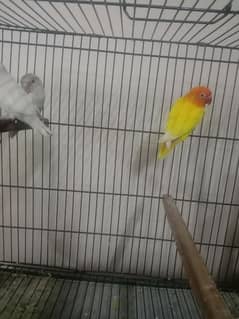 parrots for sell
