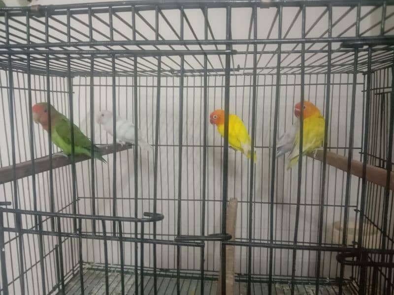 parrots for sell 1