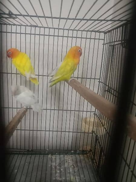 parrots for sell 2