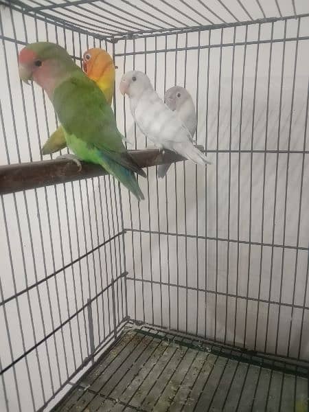 parrots for sell 3