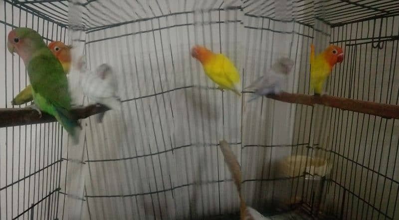 parrots for sell 4