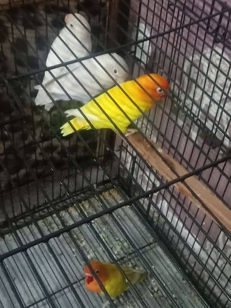 parrots for sell 5