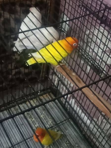 parrots for sell 6