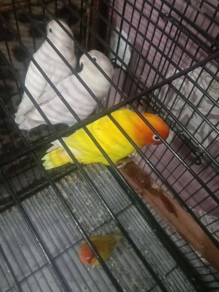 parrots for sell 11