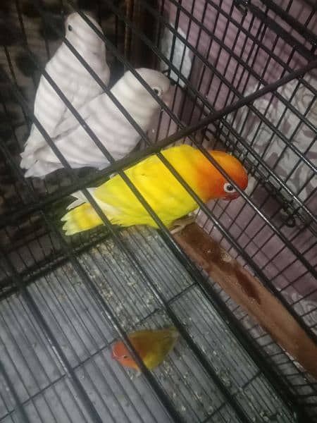 parrots for sell 12