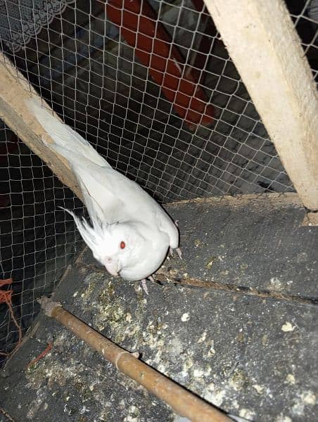 pure white cockatiel 0