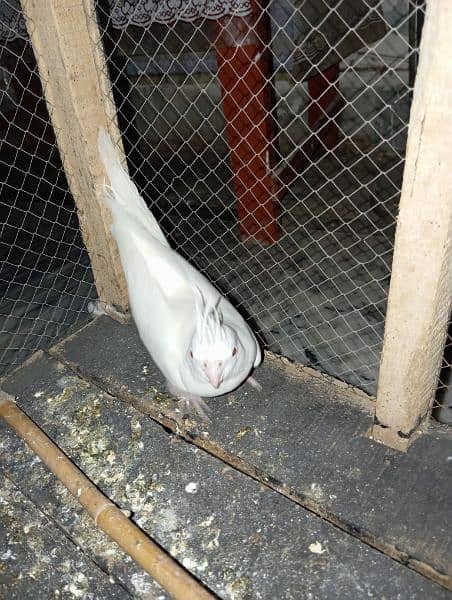 pure white cockatiel 1