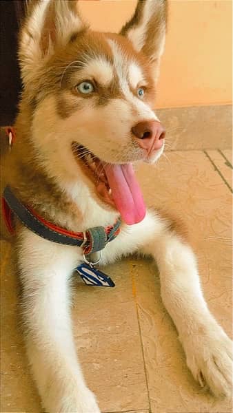 Siberian Husky (Brown) 0