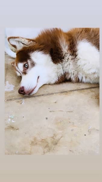 Siberian Husky (Brown) 1