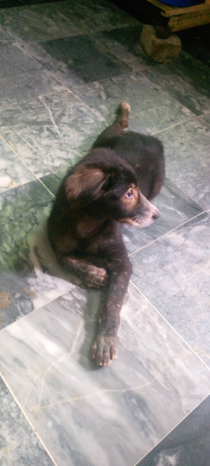 German Shepherd dog for sale 0