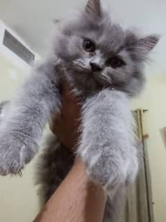 Persian semipunch face cats for sale each cat for 7000. littrr trained