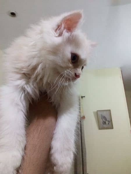 Persian semipunch face cats for sale each cat for 7000. littrr trained 0