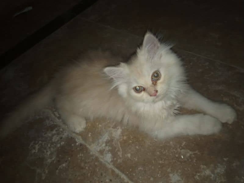 Persian semipunch face cats for sale each cat for 7000. littrr trained 1