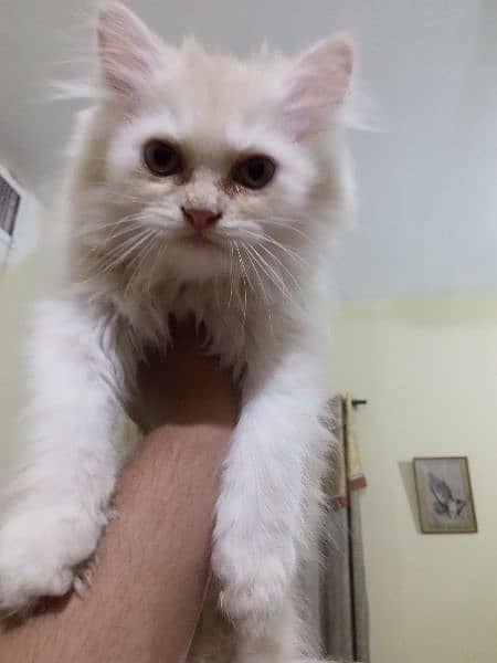 Persian semipunch face cats for sale each cat for 7000. littrr trained 2