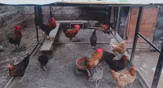 flock of 14 hens with cage
