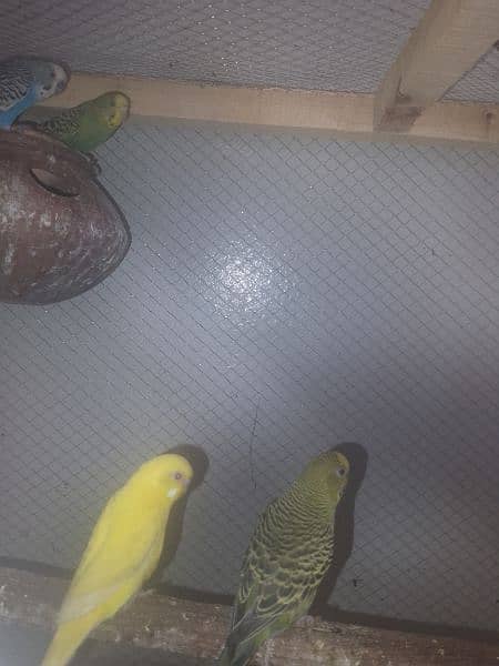 australian budgies 2