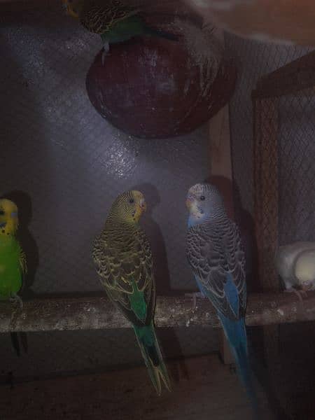 australian budgies 5