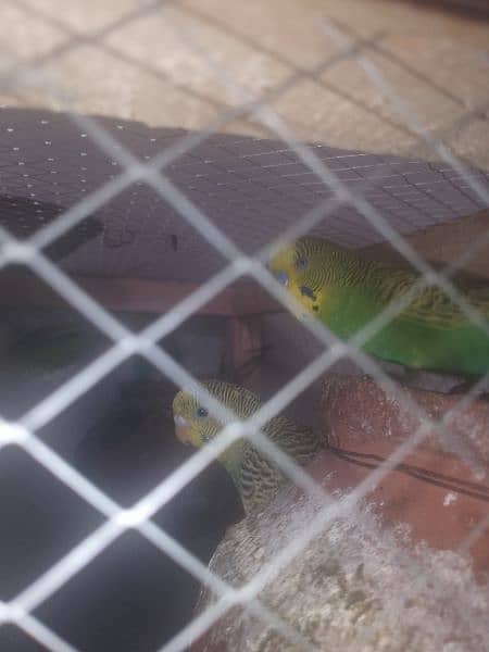 australian budgies 6