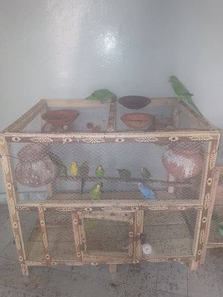 australian budgies 7