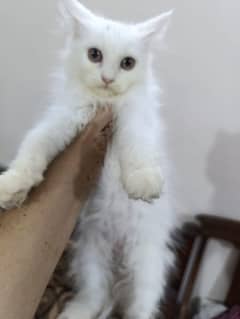 double coat Persian kittens  for sale