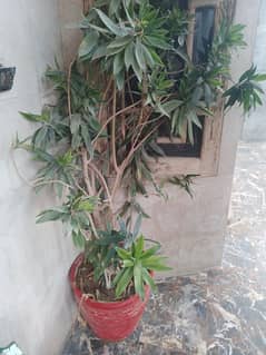 only serious buyers contact pls. pots and plants