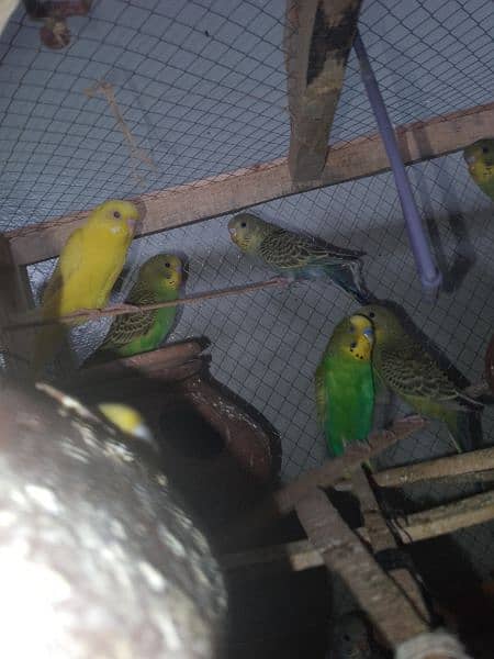 australian budgies 0