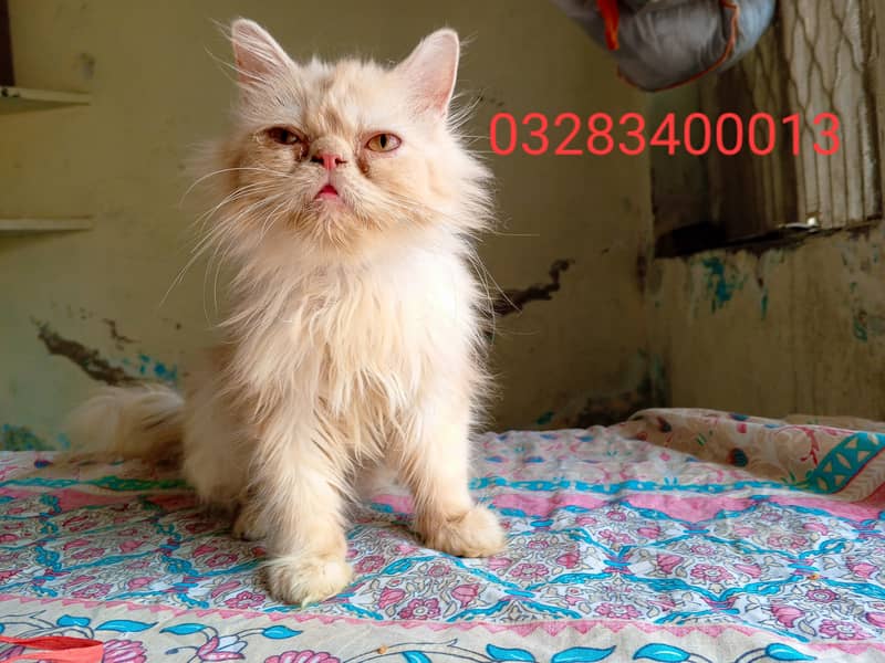 Cfa Peki bloodline peki/punch fac male/female tripple coated kittens 4