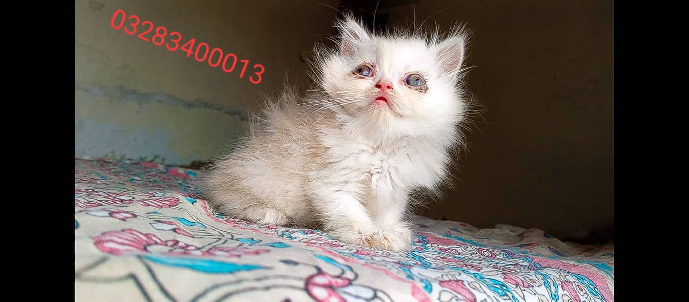 Cfa Peki bloodline peki/punch fac male/female tripple coated kittens 8