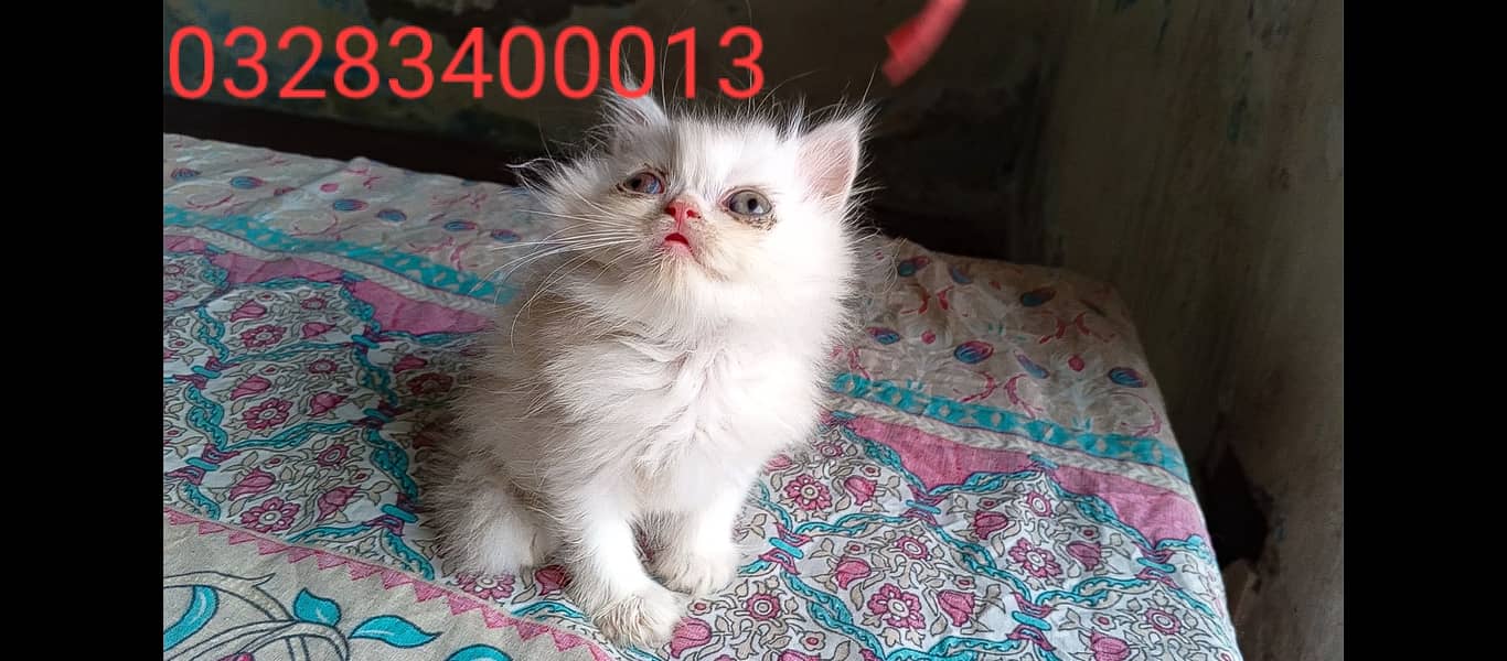 Cfa Peki bloodline peki/punch fac male/female tripple coated kittens 10