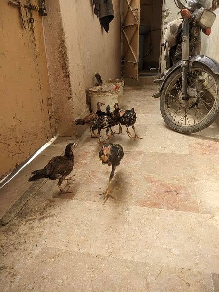 2hens and 7 chicks available for sale (4months) 6