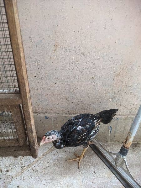 2hens and 7 chicks available for sale (4months) 9